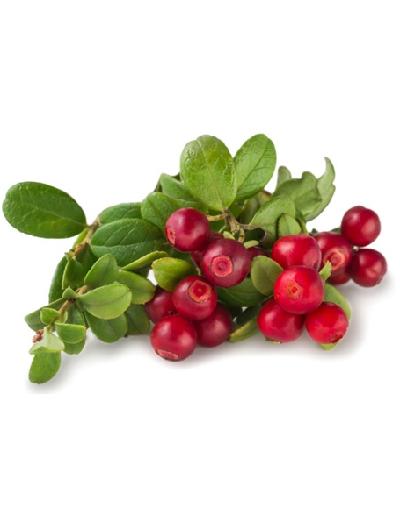 Uva Ursi Hierba Bolsa x 25gr