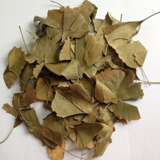 Ginkgo Biloba Hierba